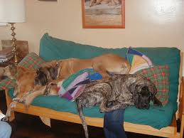 coonhound paralysis