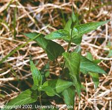 milkweed images