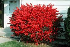 euonymus compactus