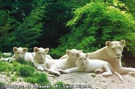 lions blancs