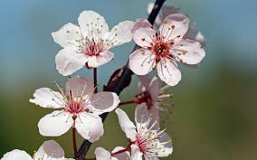 cherry blossom flowers