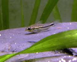 corydoras nain