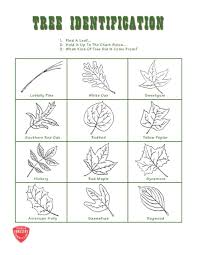 tree identifaction