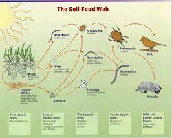 food web picture