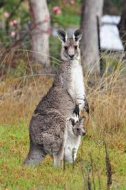 eastern grey kangaroo