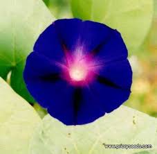 morning glory flower