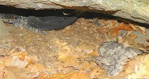 baby timber rattlesnakes