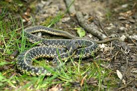 garden snake