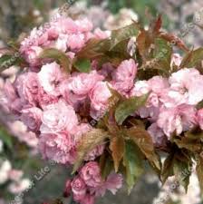 prunus tree