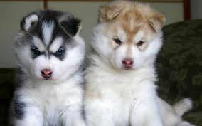 husky puppy
