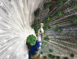 peacock pictures