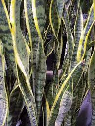 motherinlaw plant