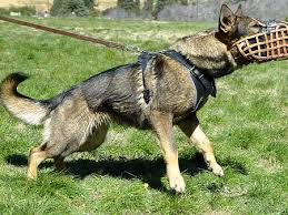 dog basket muzzles