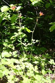 columbine plants