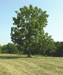 walnut tree