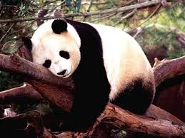 panda bears pictures