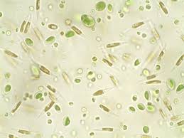 marine plankton