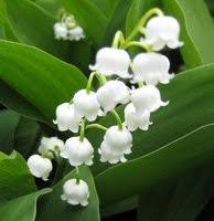 deep shade plants