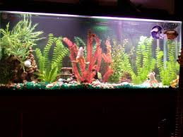 african frog aquarium
