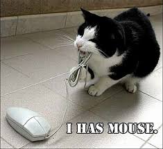 cat and the mouse
