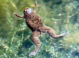 african frog aquarium
