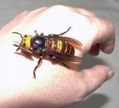 large bees