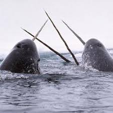 The narwhal is a peculiar