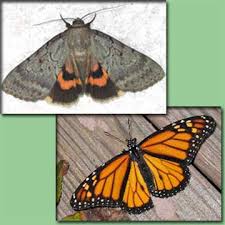 moth butterfly pictures