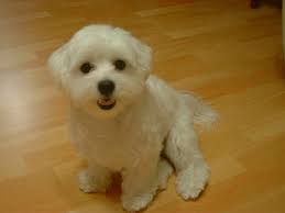 maltese pics