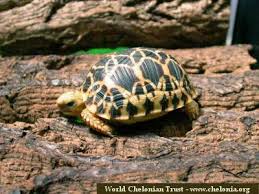 burmese star tortoise