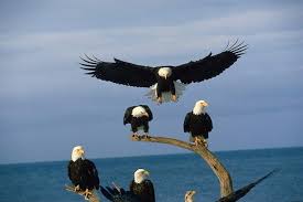 bald eagle images