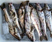 northern kingfish