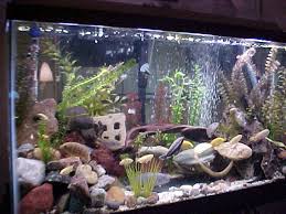lake malawi cichlid