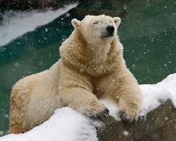 funny pictures of animals
