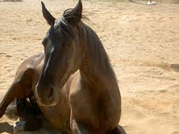equine colic