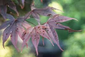 purple maple trees