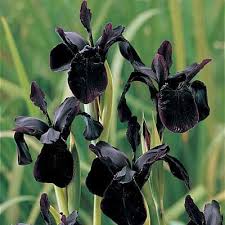 black flowers