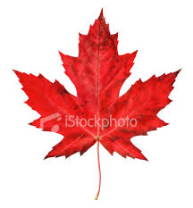 maple leaf