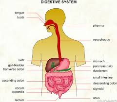 picture of the digestive system