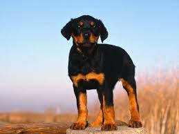 rottweiler puppy