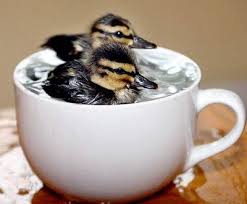 cute birds photos