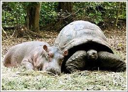 turtle and hippo