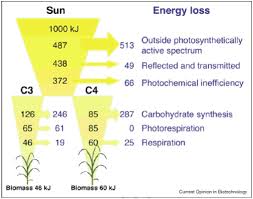 c3 c4 plants