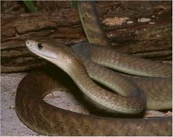 blackmamba3.jpg