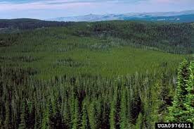 lodgepole pine forest