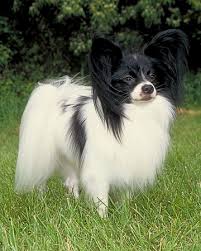 papillon 3