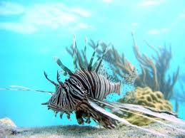 Lionfish Decimating Tropical