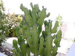 euphorbia