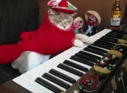 keyboard cat