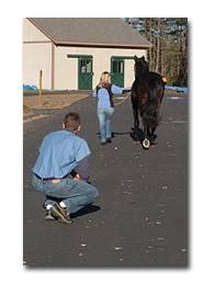 horses lameness